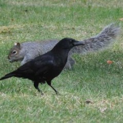 Crow and squirrel face-off