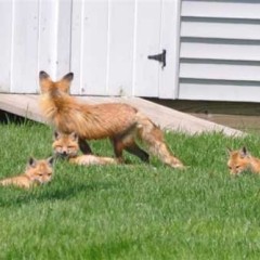 One foxy little family make themselves at home in Concord