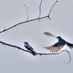 Make way for tree swallows