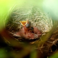 Baby robins: So ugly, they're almost cute