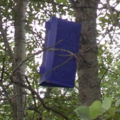 Found: a purple tree box