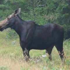 A Dummer moose