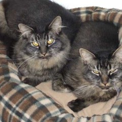 Tom and Curly found their forever home