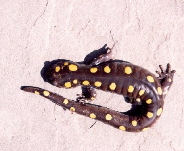 A spotted salamander warms himself (or herself!) on a rock.
