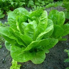 Taking a closer look at lettuce