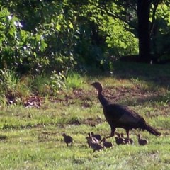The diary of a wild turkey chick