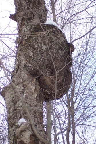 There’s a face in that tree! Let’s sell it on eBay. (Treebay?)