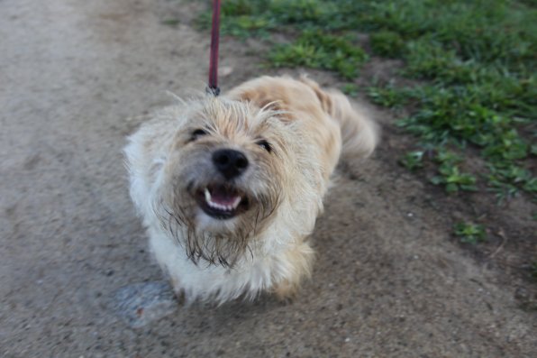 Hey guys, I’m Peewee, a 3-year-old Cairn terrier. How do you like my pearly whites?