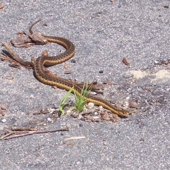 Look out, y’all, I’m a slithery llittle garter snake! I’m not poisonous, but my saliva is toxic.