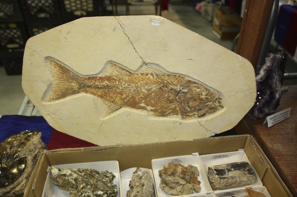 A well-preserved fish fossil.