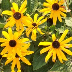 The legend of Black-eyed Susan and Sweet Willam