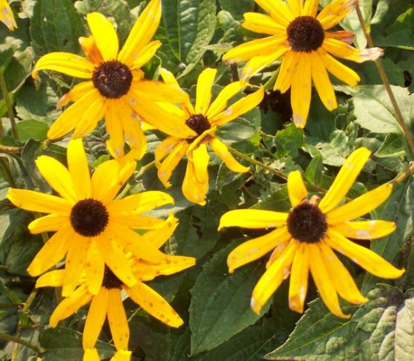 A patch of black-eyed susans blooming in Paul’s front yard.