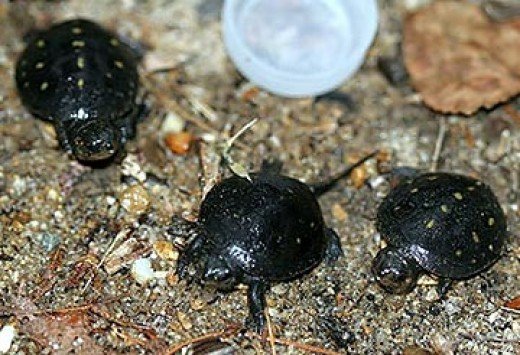 Look at these cute little spotted turtles!