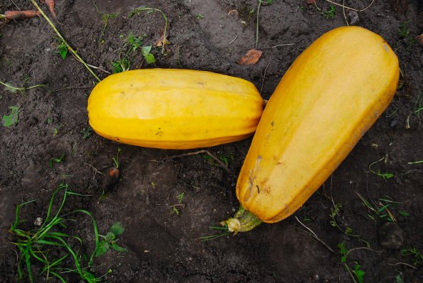 The autumn harvest season is a great time for squash.