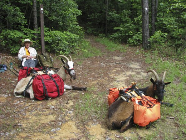 Jessica Abbate and her pack goats take a quick trail break. We could use a few of those at the Insider office!