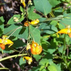 Jewel-weed, a wildflower with many names