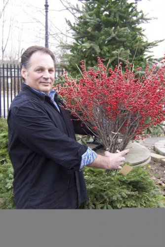 Rick Talbot of the Cobblestone Design Co. holds a bright bunch of winterberries.