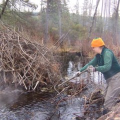 Hilary Thomson and the perpetual war on beaver dams