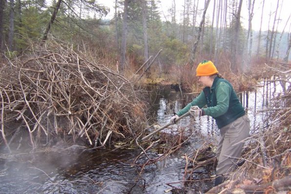 Hilary Thomson breaks up a beaver dam on her East Concord property. This is the 27th time she’s done so this year.