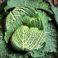 Using your head: why cabbage is a smart choice