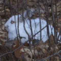 Remember when you found your first white hare?