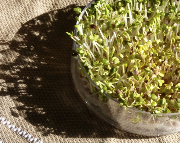 Fresh radish sprouts can gussy up a salad on the cheap.