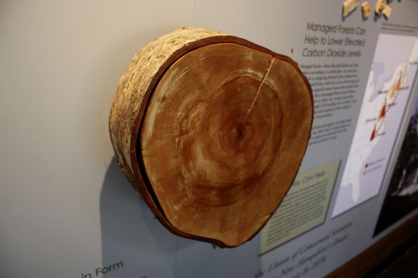 A tree ring on display at the Forest Society’s Portsmouth Street office.