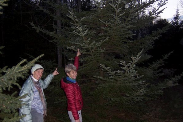 Ellen Kenny and Ann Rice point to where a balsam fir tree has been cut off 12 feet from the ground.