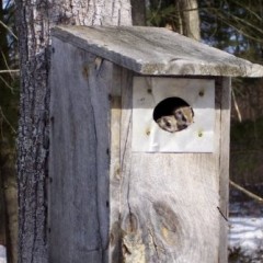 Flying squirrels take over a duck box