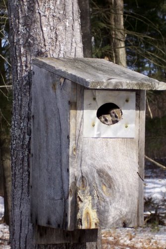 Two flying squirrels poke their heads out of their new home.