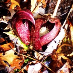 Spring is in the air – or is that skunk cabbage?