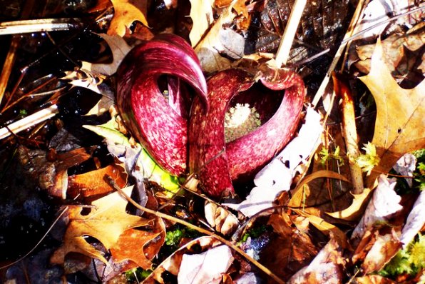 Believe it or not, this skunk cabbage is the first wildflower of spring. We wouldn’t recommend stopping to smell it, though.