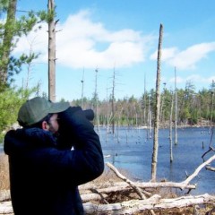 Paul discovers the rookery of a great blue heron