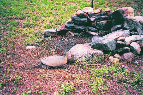 Look carefully at the stones in Paul’s fire pit – one of them’s a snapping turtle!