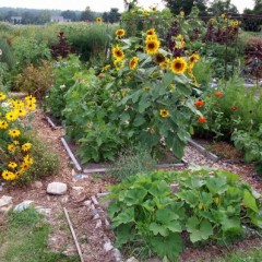 Plant and plot with your neighbors in the community garden