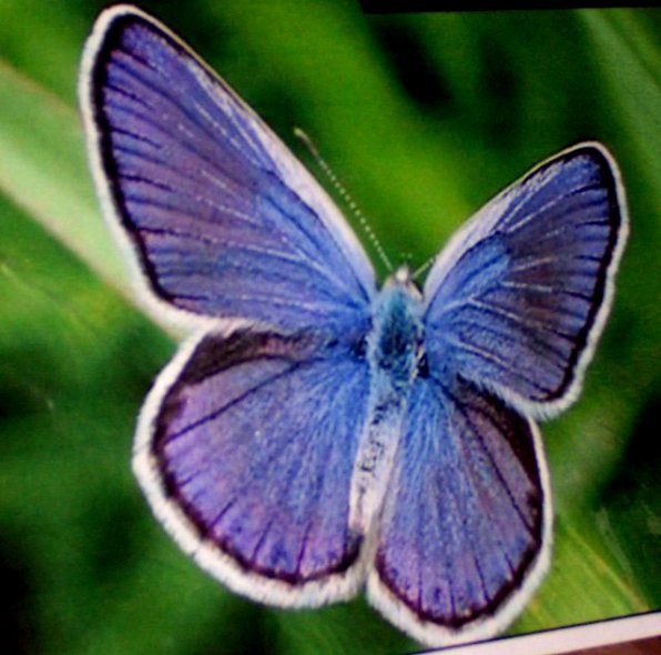 A Karner blue butterfly spreads its wings.