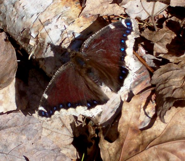 A mourning cloak butterfly fresh out of hibernation.