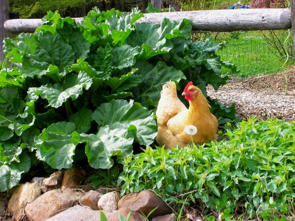 Chickens frolic amidst the rhubarb.