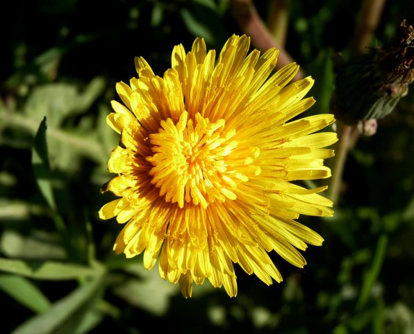 Dandelions: one man’s weed is another man’s dinner.