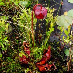 Paul's brush with the carnivorous pitcher plant