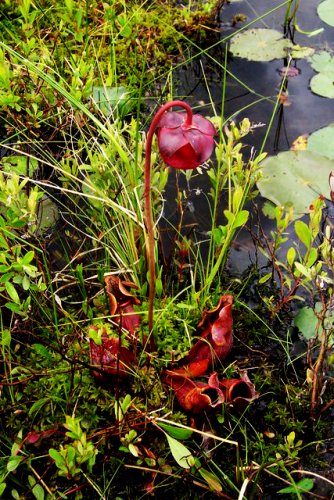 The carnivorous pitcher plant in full bloom.