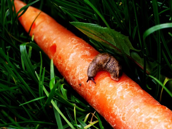 A hungry slug munches on a carrot. Oh no, now it will have superior eyesight! Still slow, though.