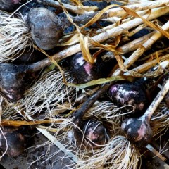Learn some helpful tips and tricks for growing garlic