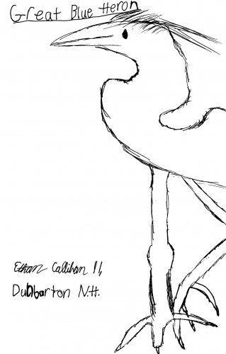 Ethan Callihan’s sweet drawing of a great blue heron.