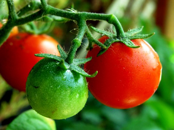 Growing tomatoes in your garden? Look out for pests, like hornworms, slugs - and chubby chipmunk-cheeked children!