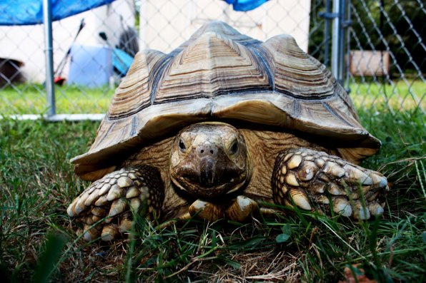 When most of us think “animal rescue,” we probably don’t think “tortoise,” but as it turns out, the SPCA takes all kinds, no matter how cuddly. This friendly fellow had just arrived when we visited.