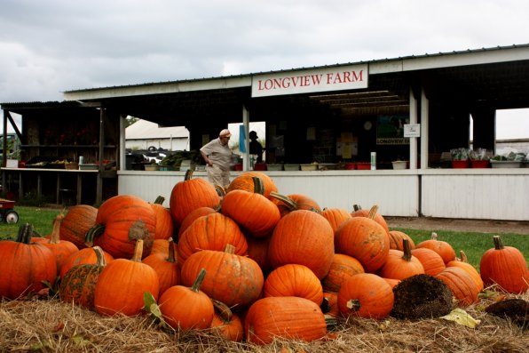 Nothing says “fall” like some farm-fresh vegetables. Check out the stand at the scenic Longview Farm for some pumpkins, squash and whatever else tickles your fancy. It’s gourd-geous!
