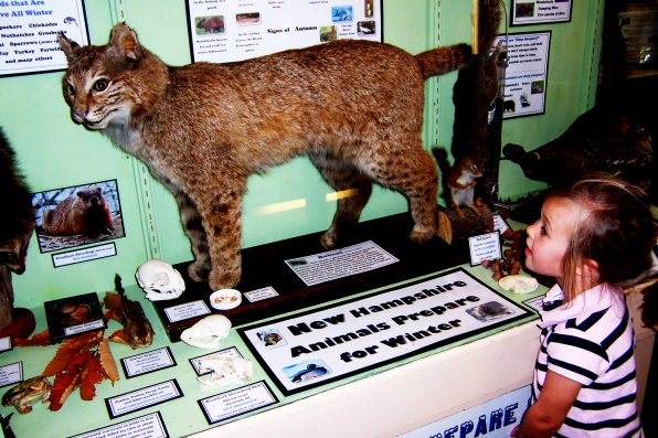 Elyse Olsen takes a look at the mounted bobcat at the Little Nature Museum in Contoocook.