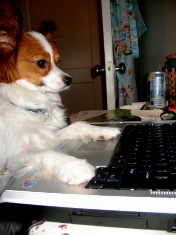 New canine mayor Merlin goes over some exit poll statistics.