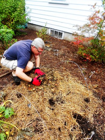 Scott Morrison applying mulch in his South End garden.